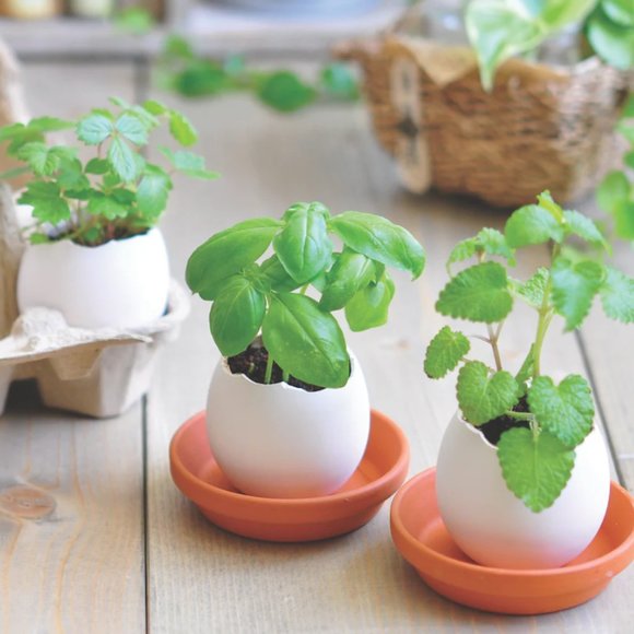 Anthropologie | NWT Eggling Grow Kits, Set of 3 - Picture 3 of 14